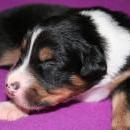 Akiba und Sunnys  Nachwuchs